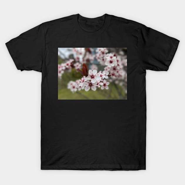 Cherry Blossoms 1 T-Shirt by AustaArt